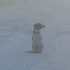 Hond in sneeuw