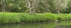 Bomen ingekapseld door spinselmot