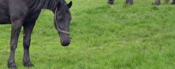 Paard moet nodig gepoetst worden