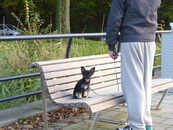 Hondje Op De Bank In Vondelpark - © Arnoud De Jong