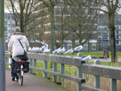 Meeuwen Op Een Brug In Osdorp - © Arnoud De Jong