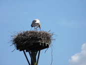 Ooievaar In Het Amstelpark - © Arnoud De Jong